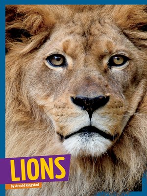 Lions - ebook